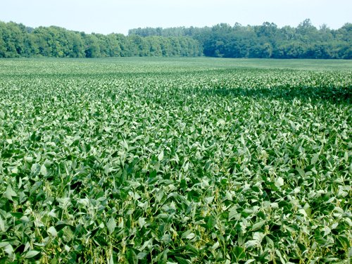 Property photo 6 - 98 +/- Acres Offered in 3 Tracts